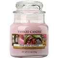 Jar Pink Lady Slipper