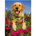 Pussel 200 Bitar XXL Golden Retriever