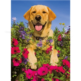 Pussel 200 Bitar XXL Golden Retriever