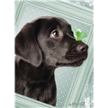 Pussel 500 Bitar Labradorvalp