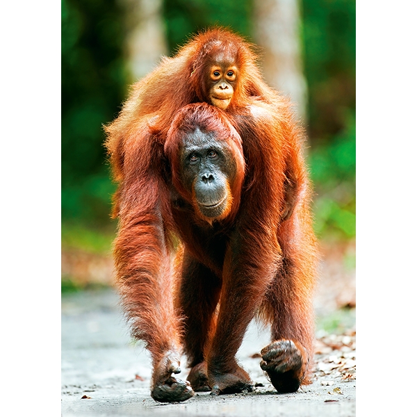 Pussel 1000 Bitar Orangutang (Bild 1 av 2)