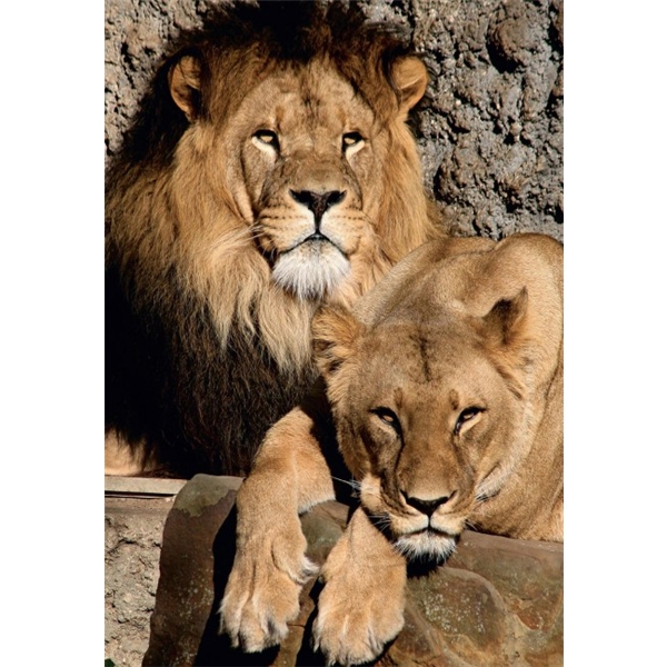 Pussel 1000 Bitar Lions (Bild 2 av 4)