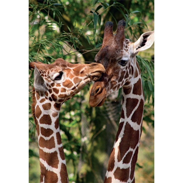 Pussel 1000 Bitar Giraffes (Bild 2 av 4)