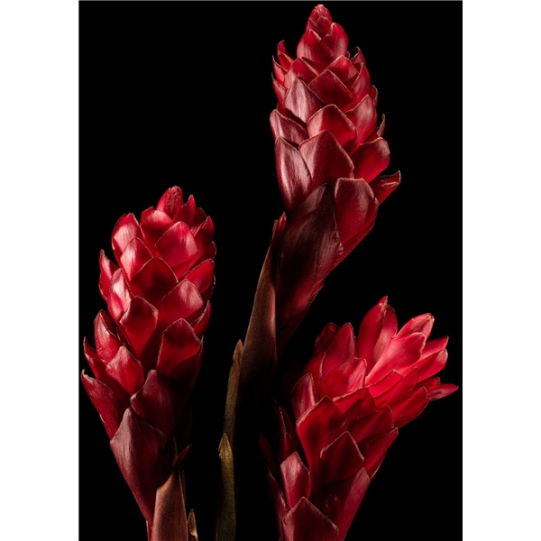 Polo Red - Eau de parfum (Bild 4 av 6)