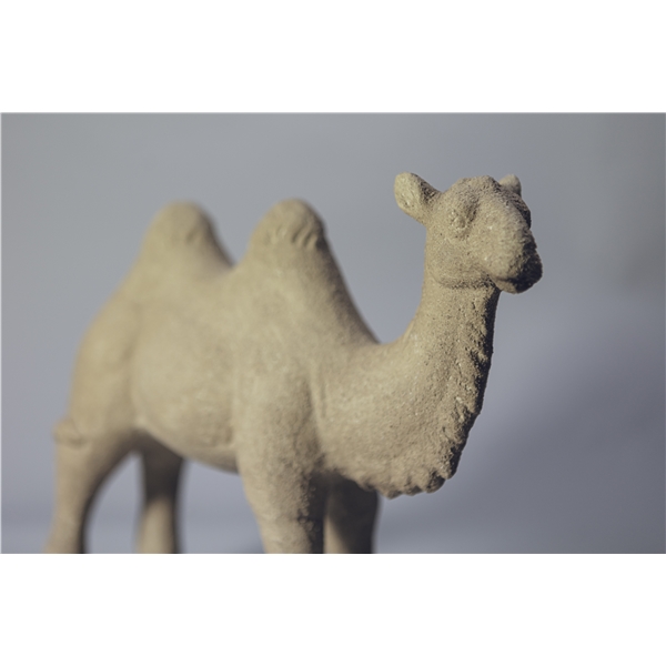 Day Camel standing (Bild 3 av 3)