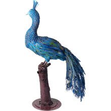 Peacock 1