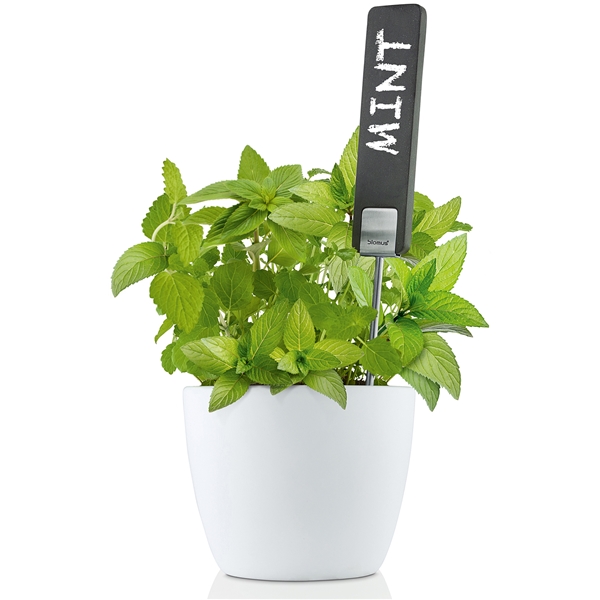 Planterings skyltar PLANTA 4st inkl krita (Bild 2 av 3)