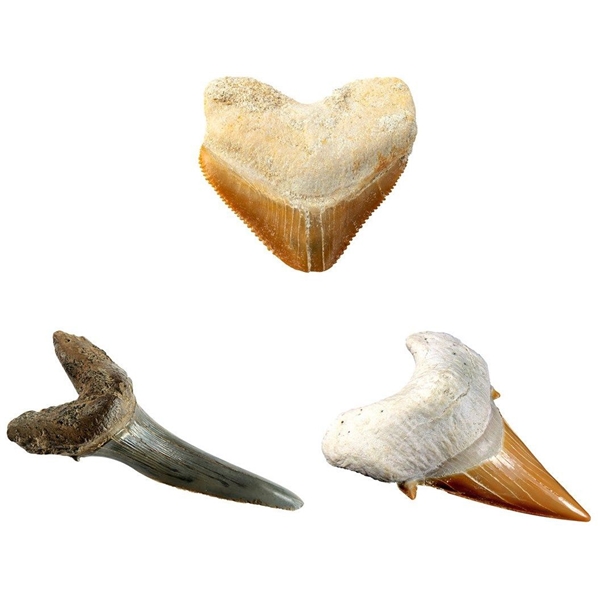 National Geographic Shark Teeth Dig Kit (Bild 3 av 4)