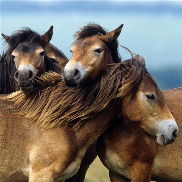 Pussel 3 x 49 Bitar Loving Horses (Bild 4 av 4)