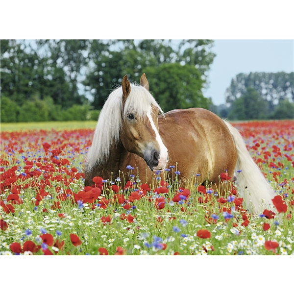 Pussel 500 Bitar Horse in the Poppy Field (Bild 2 av 2)
